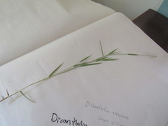 Dichanthelium aciculare