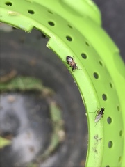 Phlegyas abbreviatus