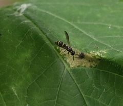 Symmorphus canadensis