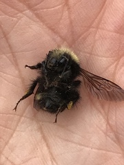 Bombus caliginosus