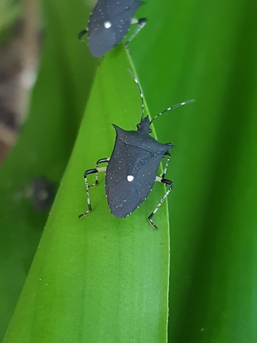 Black Stink Bug photo 6