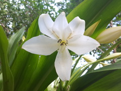 Crinum campanulatum