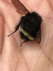 Bombus caliginosus