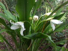 Crinum campanulatum