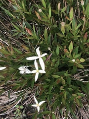 Clematis gentianoides