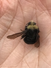 Bombus caliginosus