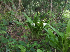 Crinum campanulatum