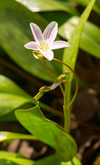 Claytonia