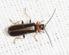 Rhagonycha recta