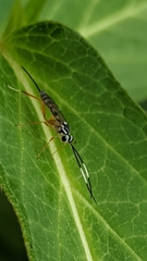 Sphelodon phoxopteridis