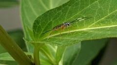 Sphelodon phoxopteridis