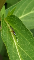 Sphelodon phoxopteridis