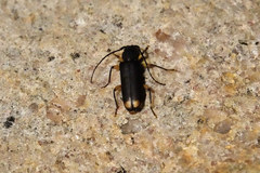 Tylonotus bimaculatus