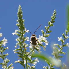 Melissodes paroselae