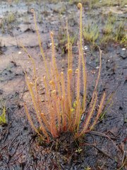 Drosera filiformis