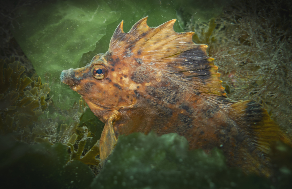 Horsefish (Congiopodus peruvianus) — Congiopodidae