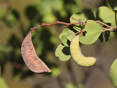 Senegalia crassifolia
