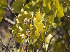 Senegalia crassifolia