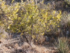 Senegalia crassifolia