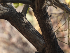 Senegalia crassifolia