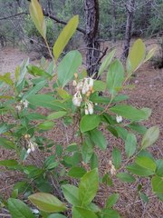Lyonia mariana