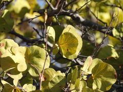 Senegalia crassifolia