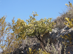 Senegalia crassifolia