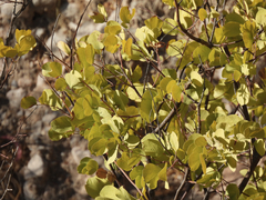Senegalia crassifolia