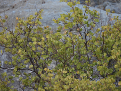 Senegalia crassifolia