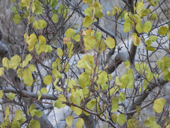 Senegalia crassifolia