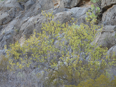 Senegalia crassifolia