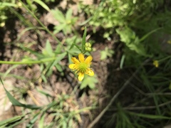 Ranunculus inamoenus