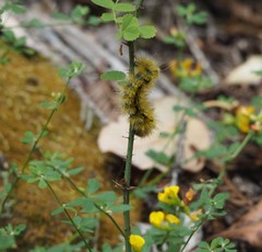 Lophocampa argentata