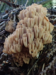Ramaria marrii