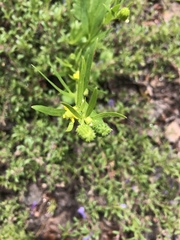 Ranunculus inamoenus