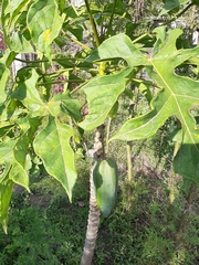 Vasconcellea heilbornii