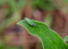 Chlorogonalia losoplanensis