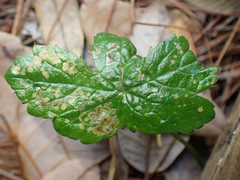 Phytomyza saniculae