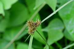Cyperus manimae