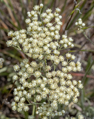 Antennaria luzuloides