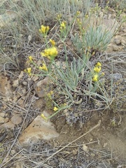 Eriogonum brevicaule