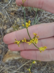 Eriogonum brevicaule
