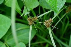 Cyperus manimae