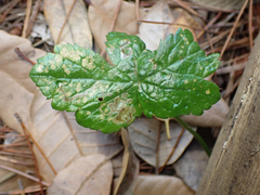 Phytomyza saniculae
