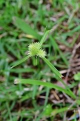 Cyperus svensonii