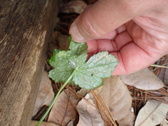 Phytomyza saniculae