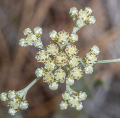 Antennaria luzuloides