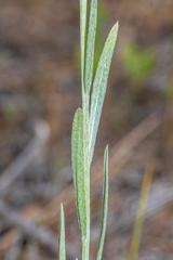 Antennaria luzuloides