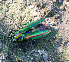 Chrysochroa fulgidissima