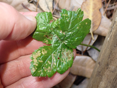 Phytomyza saniculae